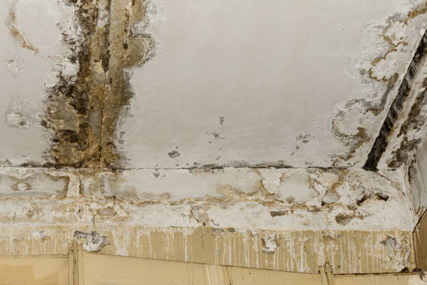 Best Water damage contractors near me  in Janesville, MN